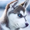diegosiles493 - @diegosiles8 - TikTok