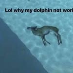 Diego_small_brain - @flamingo_small_brain - Instagram