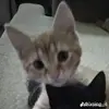 diego vanegas - @smallpediego - TikTok