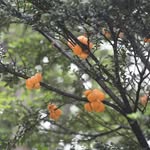 Diego Stevenson - @diegoacsteve - Instagram