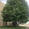 Diego Salazar70158 - @diegostone2011 - TikTok