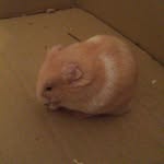 Vincent the Hamster - @vincent_diego - Instagram