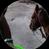 Diego🐎🤠🐴 - @diegoviveros - TikTok