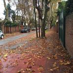 Diego, the dog walker - Paseador de perros - Facebook