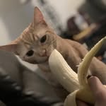 Diego Webb - @diegoeatingthings - Instagram