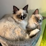 Diego und Angel 🐾 - @diego.y.angel - Instagram