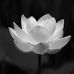 Dien Cao - Facebook