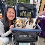 Dien Luong - @thefairycorgmother - Instagram