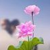 Dien Luu - Facebook
