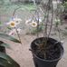 Dien Quach - Facebook