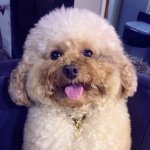 DIỆP ĐÌNH - @diepdinh123 - Instagram