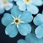 Diep Dinh - @diep5661 - Instagram