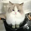 Diep Ha - @diep.ha0 - TikTok