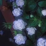 Diep Lee - Facebook
