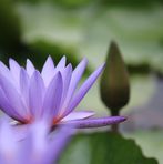 Diệp Lợi - Facebook