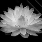 Diệp Lợi - Facebook