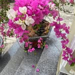 Diep Luu - @diep.luu.5811 - Instagram