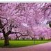 Diep Vuong - Facebook