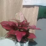 Diep Vuong - @diep.vuong.319 - Instagram