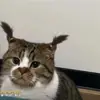Dieu Binh Phan - @dieu.binh.phan - TikTok