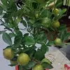 Dieu Phan - @dieu.phan16 - TikTok