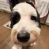 dillan - @dillannlee - TikTok