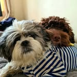 Dillon & Bailey - @tzu__poo - Instagram