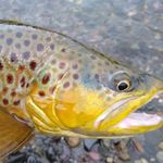 Dillon Bean - @idahosfishiestpage - Instagram