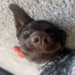 Dillon Bowles - @dbowlez - Instagram