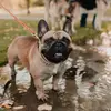 Dillon Buck - @dillon.buck8 - TikTok