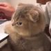Dillon Chen - Facebook
