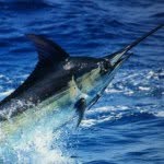Dillon Dickson - @_fishing_rocks - Instagram