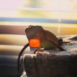 Dillon Essley - @charmandertheiguana - Instagram