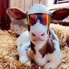 Farmer_dillon - @farmer_dillon - TikTok
