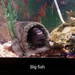 Dillon Gee - @fishing_gee4 - Instagram