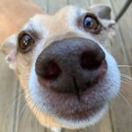 Dillon Daniel Grady - @dillon__the__dog - Instagram