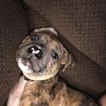 Dillon Hardy - @dillonhardy63 - Instagram