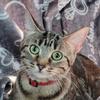 dillonhodges737 - @dillonhodges737 - TikTok