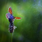 Dillon Humphrey - Facebook