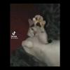 Dillon Lynch - @d.lynch13 - TikTok