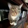 Dillon Miller - @.dillonmiller - TikTok