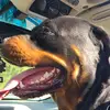 DILLON PALMER - @marli.the.rotti - TikTok