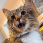 dillon matters - @dillonpickle152 - Instagram