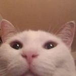 Dillon Reyes - @deeznutsforsale - Instagram