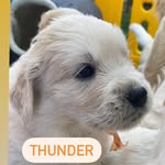 Dillon Silver Thunder - @dillon_silver_thunder - Instagram