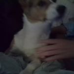 Dillon Snyder - @dillonthecorgi - Instagram