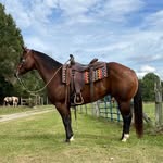 Dillon Wallace - @outlaw_performance_horses - Instagram