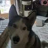 Dillon - @dillon_wolfe - TikTok