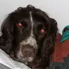 dillon wolfe - @gibbstheenglishspringer - TikTok