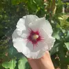 ~D~ - @dilma.velasquez41 - TikTok
